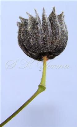  Fruit